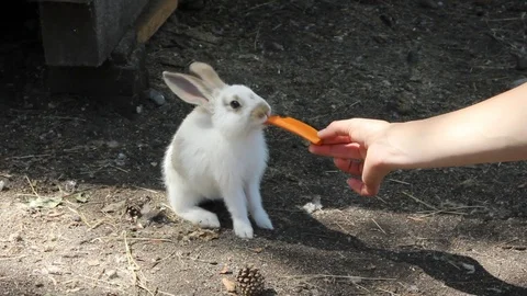 A rabbit nibbles a carrot 1 Stock Footage 87873363