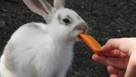 A rabbit nibbles a carrot 2 Stock Footage 87873385