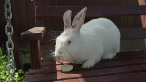 Rabbit Nibbling Cucumber Slice On Bench, Sunlit Backyard Scene, Albino Fur And Stock Footage 324533087