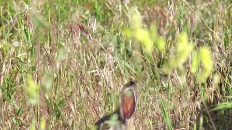 Rabbit Nibbling on Grass Stock Footage 79544574