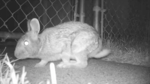 Rabbit At Night Stock Footage 32224193