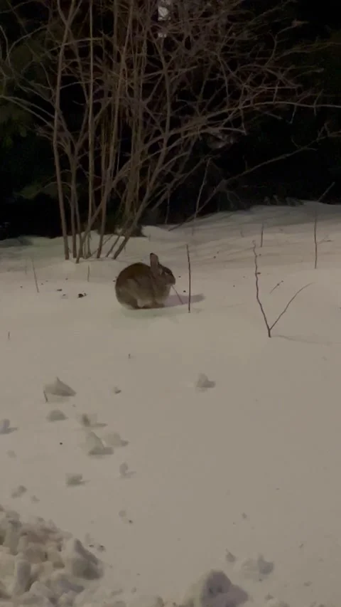 Rabbit at night in snow Stock Footage 328976952