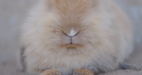 Rabbit nose sniffing. Close-up of brown rabbit mouth. Stock Footage 125842856