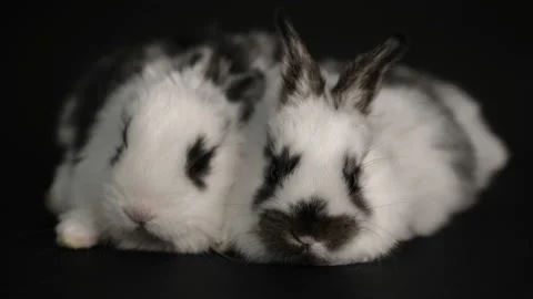Rabbit or bunny on black background Stock-Footage 99321491