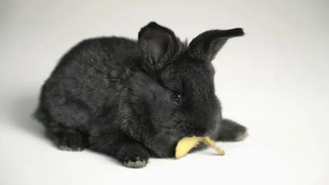 Rabbit or bunny on white background Stock Footage 99316407