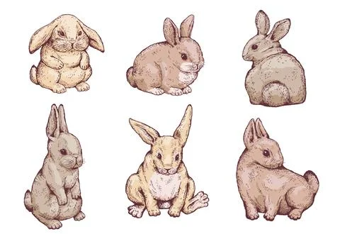 Rabbit or hare hand drawn gravure style vector sketch illustration isolated. Stock Illustration