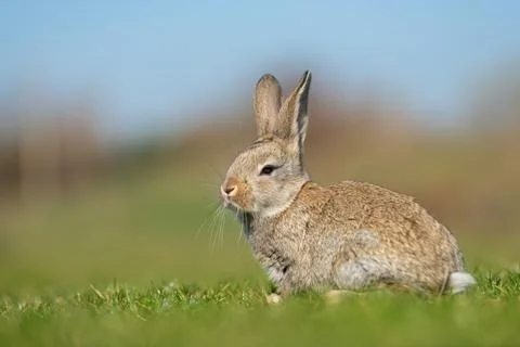 Rabbit or hare while in grass in autumn time Stock Photos