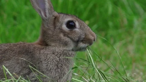 Rabbit  (Oryctolagus cuniculus) Close up of head and shoulders eating grass i Stock Footage 157700517