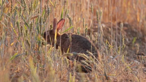 Rabbit  (Oryctolagus cuniculus)  close up, summer, backlite, eating ear of corn Stock Footage 142164400