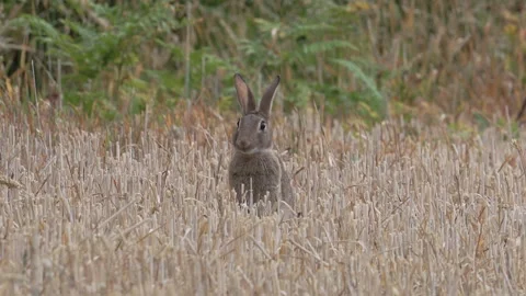 Rabbit (Oryctolagus cuniculus) eating edge of mowed cornfield Stock Footage 142164898