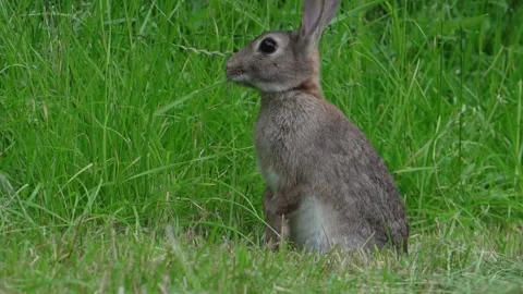 Rabbit (Oryctolagus cuniculus) eating in meadow then sits up eating Stock Footage 157700602