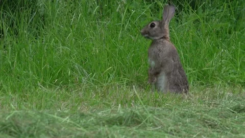 Rabbit (Oryctolagus cuniculus) Edge of mown field, sits up,looks, sits down Stock Footage 157700159