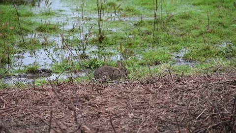 Rabbit (Oryctolagus cuniculus) feeding in flooded fields Stock Footage 169019877