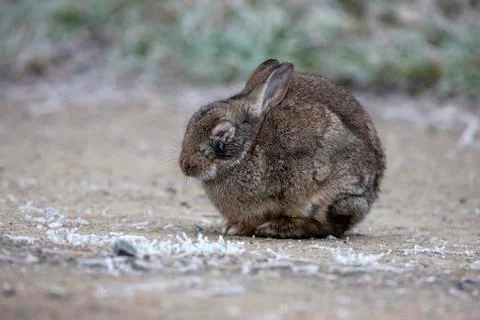 Rabbit, Oryctolagus cuniculus, Stock Photos