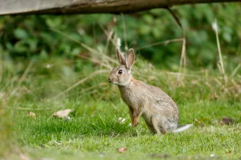 Rabbit, Oryctolagus cuniculus Stock Photos