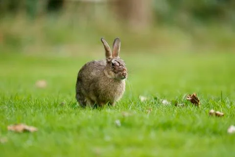 Rabbit, Oryctolagus cuniculus Foto stock