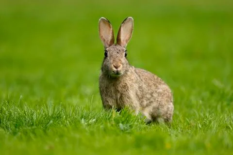 Rabbit, Oryctolagus cuniculus Stock Photos