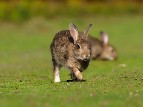 Rabbit, Oryctolagus cuniculus, Stock Photos