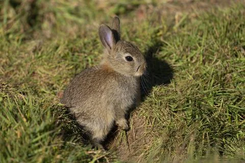 Rabbit- Oryctolagus Cuniculus. Stock Photos