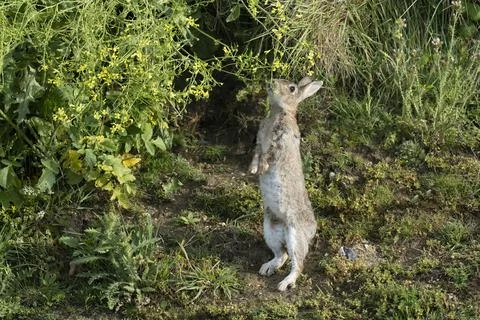 Rabbit- Oryctolagus Cuniculus. Stock Photos
