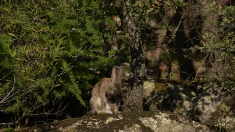Rabbit, Oryctolagus cuniculus, small cute animal in the nature habitat. Sierra d Stock Footage 167638036