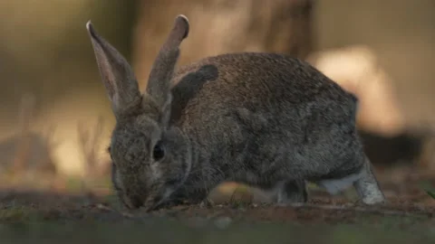 Rabbit, Oryctolagus cuniculus, small cute animal in the nature habitat. Sierra d Video stock 167638352
