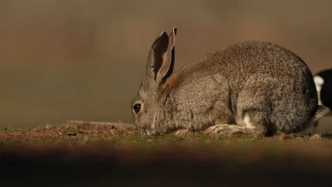Rabbit, Oryctolagus cuniculus, small cute animal in the nature habitat. Sierra d Stock Footage 167638478