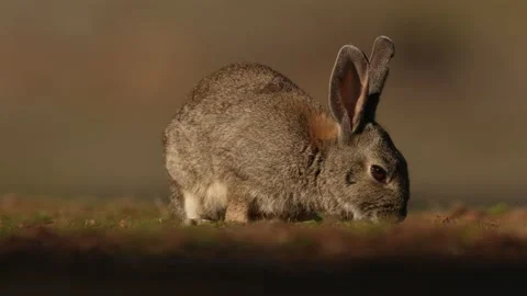Rabbit, Oryctolagus cuniculus, small cute animal in the nature habitat. Sierra d Stock Footage 167638877