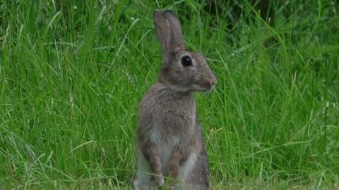 Rabbit (Oryctolagus cuniculus) wild, sitting upright face on, eating Stock Footage 157700571