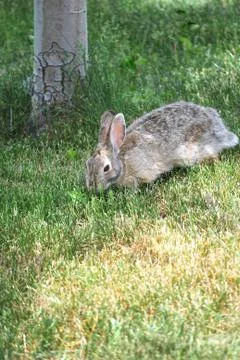 Rabbit outdoors. Stock Photos