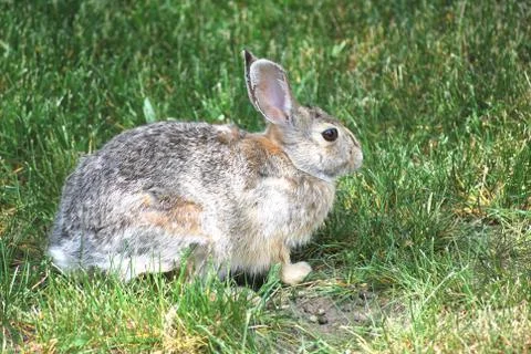 Rabbit outdoors. Stock Photos