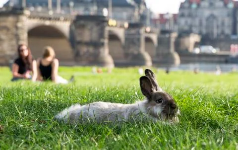 Rabbit in the park of Dresden Stock Photos
