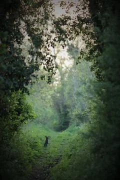 Rabbit on path through woods Stock Photos
