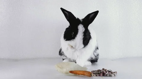 Rabbit with paws eats food Stock Footage 48821046