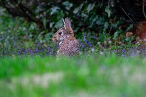 A Rabbit Peaking It's Head Up Above the Grass Stock Photos