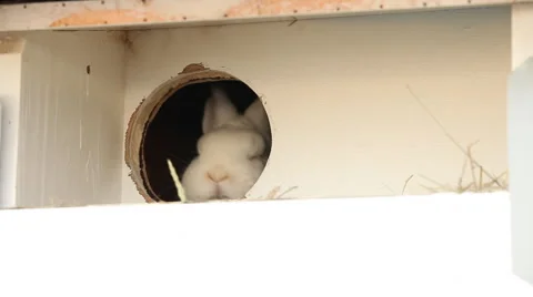Rabbit peeking out of the kennel Stock Footage 44868057