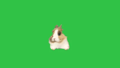 Rabbit peeps on a green screen Video stock 125988411