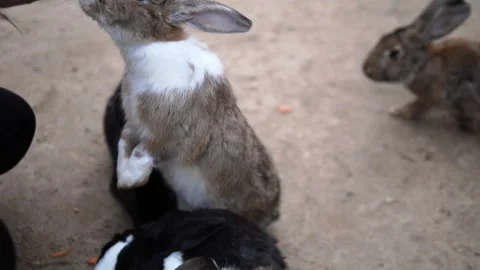 Rabbit perching upright, receiving carrot slice from human palm, demonstrating Vidéo 307993974