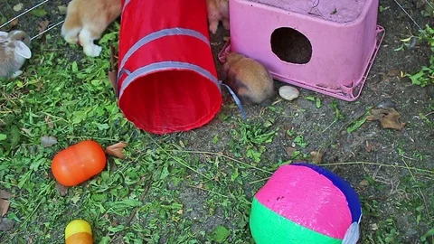 Rabbit Pet Playground Let's Play Cute Animal Video Stock Footage 127500936