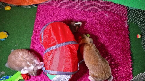 Rabbit Pet Playground Let's Play Cute Animal Video Stock Footage 127501624