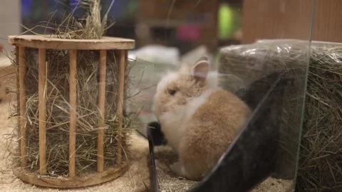 Rabbit in pet store eating hay Stock Footage 324760754