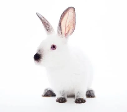 Rabbit Stock Photos