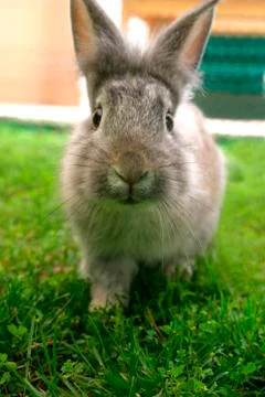 Rabbit Stock Photos