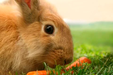 Rabbit Stock Photos