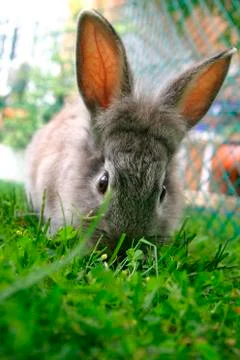 Rabbit Stock Photos