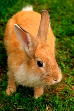 Rabbit Stock Photos