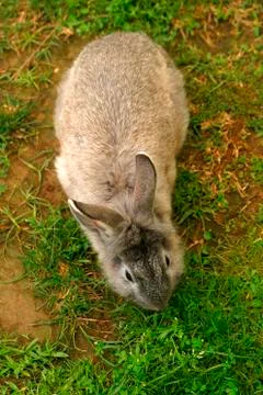 Rabbit Stock Photos