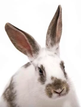 Rabbit Stock Photos