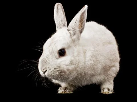 Rabbit Stock Photos