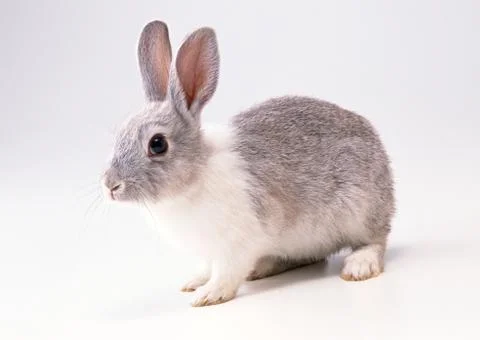 Rabbit Stock Photos